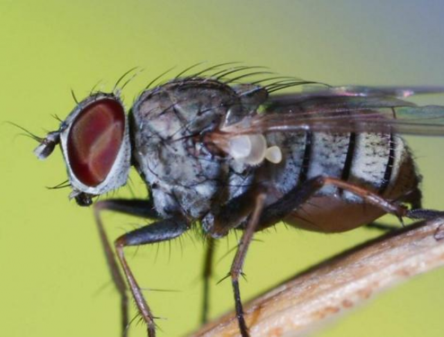 Medidas para Prevenção de Pragas-Moscas