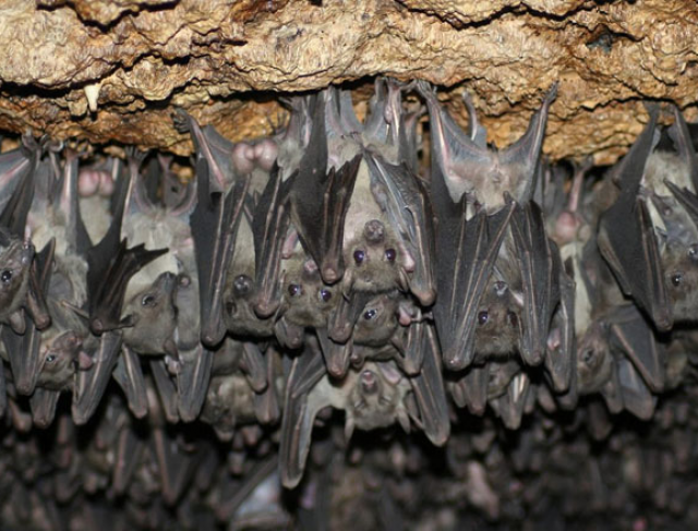 Controle de Morcegos