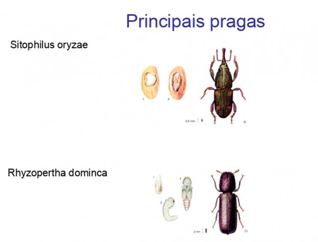  Dedetização de Pragas de grãos armazenados